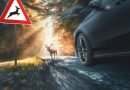 What to do if you Hit a Animal in your Rental Car